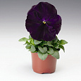 Виола крупноцветковая Колоссус Парпл виз Блотч