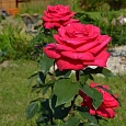 Роза чайно-гибридная Лолита Лемпика