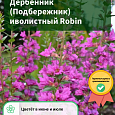 Дербенник (Подбережник) иволистный Robin