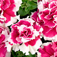 Петуния махровая	Пируэтт роуз