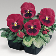 Виола крупноцветковая Колоссус Роуз виз Блотч