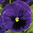 Виола крупноцветковая Инспайер Делюкс Дип Блю Блотч