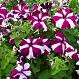 Петуния грандифлора Галактика F1 Вишневая