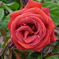 Роза чайно-гибридная Мейян Терракота