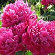 Пион травянистый Карл Розенфельд