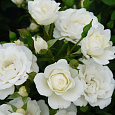 Роза миниатюрная Вайт Кове