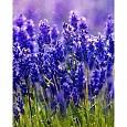 Лаванда узколистная Аромат Прованса