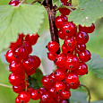 Смородина красная Ролан