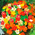 Настурция большая Армада