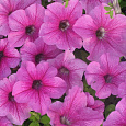 Петуния грандифлора Дэдди Пинк
