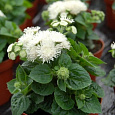 Агератум Алоха Вайт