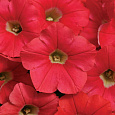 Петуния ампельная F1 Шок Вейв Корал Краш