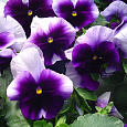 Виола крупноцветковая Инспайер Плюс Биконсфилд