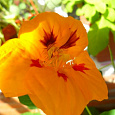Настурция (Капуцин) обыкновенная Божья коровка