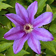 Клематис крупноцветковый Максимилиан Колбе