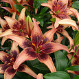 Лилия азиатская Танго Уислер