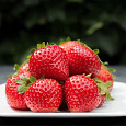 Земляника садовая Бравура