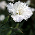 Гвоздика перистая Haytor White