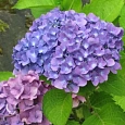 Гортензия крупнолистовая Йола