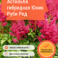 Астильба гибридная Юник Руби Ред Астильба гибридная Юник Руби Ред