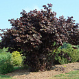 Лещина (Орешник) Maxima Purpurea Лещина (Орешник) Maxima Purpurea