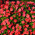 Бальзамин ампельный Тумблер Салмон