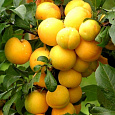 Алыча гибридная Карамельная