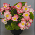 Бегония вечноцветущая зеленолистная Спринт Плюс Эппелблоссом