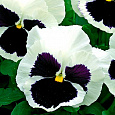 Виола крупноцветковая Инспайер Делюкс Вайт Блотч