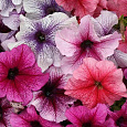 Петуния грандифлора Дэдди микс