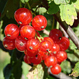 Смородина красная Сахарная