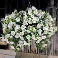 Петуния ампельная Лавина белая