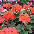 Пеларгония зональная Нано Ред