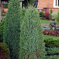 Можжевельник Cracovica