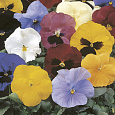 Виола крупноцветковая Дельта Микс