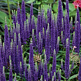 Вероника (Змеиная трава) колосистая Atomic Blue