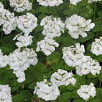 Пеларгония зональная Апаче Вайт