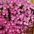Петуния ампельная Опера Пинк Морн