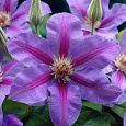 Клематис крупноцветковый Максимилиан Колбе