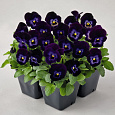 Виола крупноцветковая Матрикс Деним