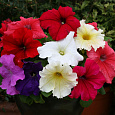 Петуния грандифлора Призм Вэнити Фэйр Микс