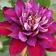 Клематис крупноцветковый Темптейшн