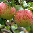 Яблоня Мантет