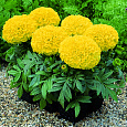 Бархатцы прямостоячие Антигуа Еллоу