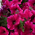 Петуния бахромчатая Эспрессо Фраппе Руби