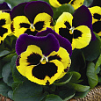 Виола крупноцветковая Инспайер Плюс Еллоу Парпл Винг