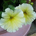 Петуния грандифлора призм Желтые Жилки