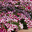 Петуния ампельная F1 Изи Вейв	Бургунди Стар