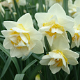 Нарцисс White lion