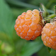 Малина ремонтантная Абрикосовая